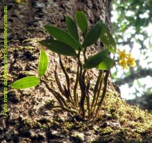 Dendrobium_harveyanum01