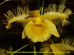 Dendrobium_harveyanum02