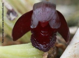 Maxillaria_schunkeana01