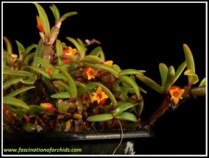 Mediocalcar_decoratum