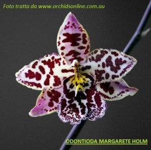 Odontioda_Margarete_Holm