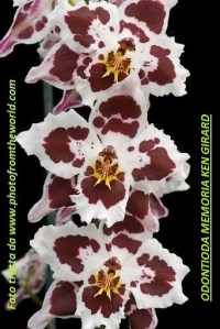 Odontioda_Memoria_Ken_Girard