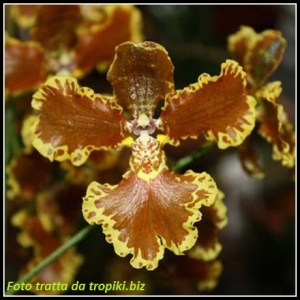Oncidium_forbesii