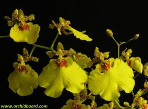 Oncidium_Sweet_Sugar