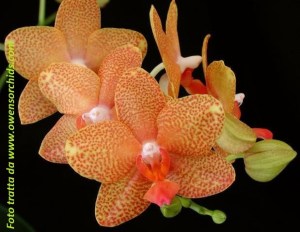 Phalaenopsis01