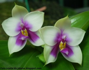 Phalaenopsis_bellina