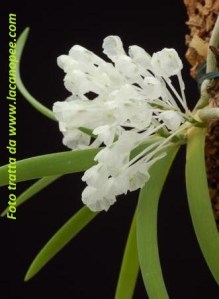 Podangis_dactyloceras01