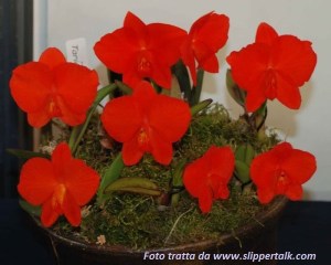 Sophronitis_coccinea