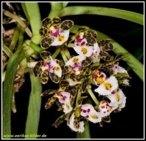 gastrochilus_bellinus01