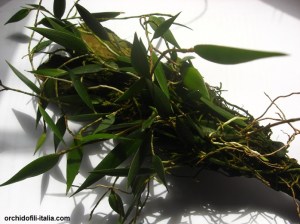 Dockrillia_pugioniformis