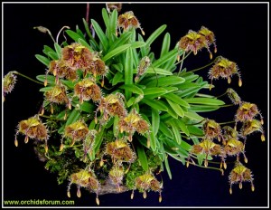 Masdevallia erinacea