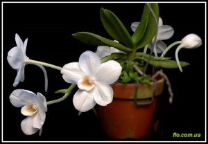 Amesiella_philippinensis