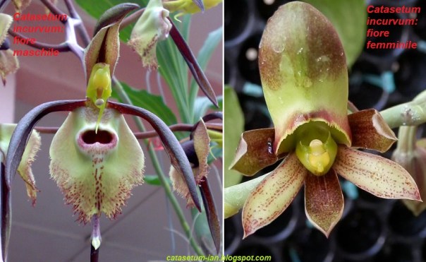 Catasetum_fiori