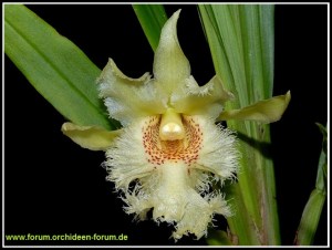 Chondroscaphe_amabilis