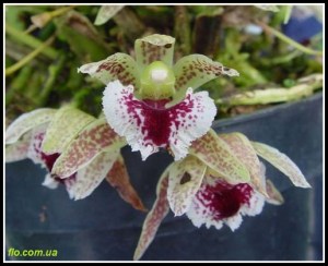 Kefersteinia_graminea