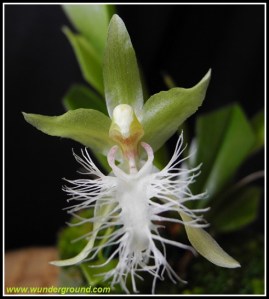 Kefersteinia_mystacina