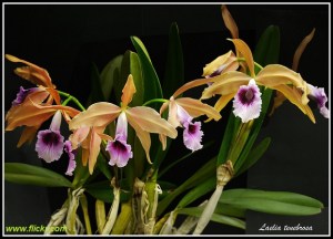Laelia_tenebrosa