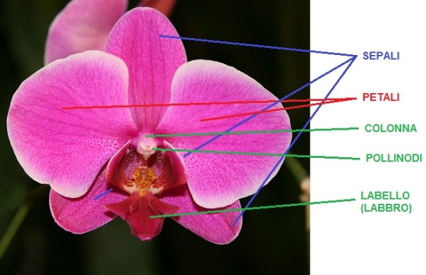 Phal_flower
