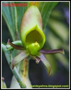 Catasetum_incurvum_female