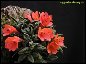 Dendrobium_cuthbertsonii