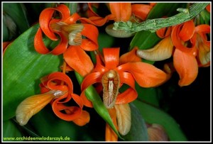 Dendrobium_unicum