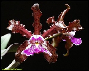 Cattleya_schilleriana