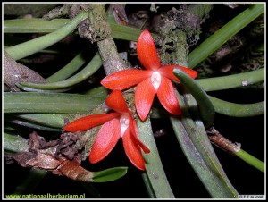 Ceratostylis_retisquama