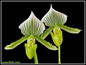 Paphiopedilum_maudiae