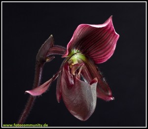 Paphiopedilum_maudiae_vinicolor