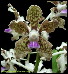 Vanda_tessellata