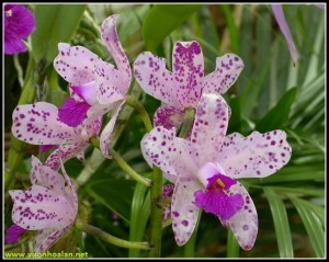 Cattleya_amethystoglossa