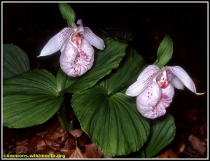 Cypripedium_formosanum