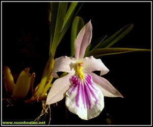 Miltonia_spectabilis