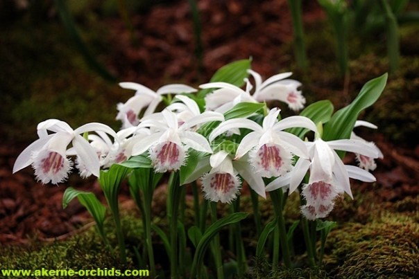 Pleione_1