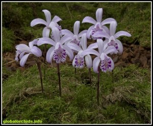 Pleione_yunnanensis