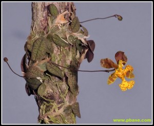 Psychopsiella_limminghei