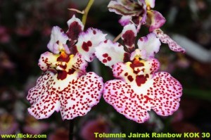Tolumnia_Jairak_Rainbow_KOK_30