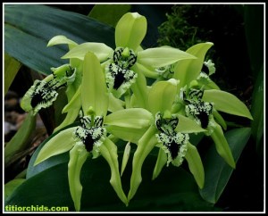 Coelogyne_pandurata