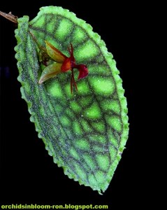 Lepanthes_calodictyon1