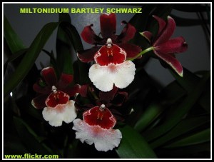 Miltonidium_Bartley_Schwarz