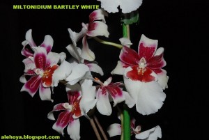 Miltonidium_Bartley_White