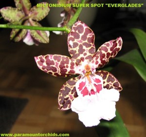 Miltonidium_Super_Spot_Everglades