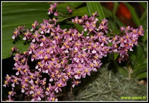 Oncidium_ornithorhynchum