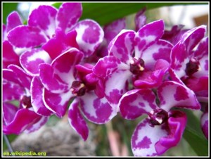 Rhynchostylis_gigantea