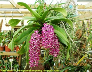 Rhynchostylis_gigantea1