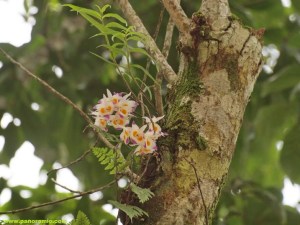 Dendrobium_devonianum2