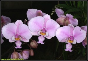 Phalaenopsis_schilleriana
