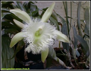 Rhyncholaelia_digbyana