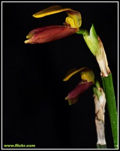 Masdevallia_draconis