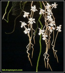 Aerangis_kotschyana